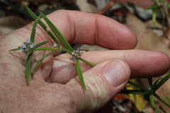 Spermacoce multicaulis