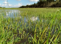 Eryngium corniculatum