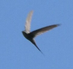 Cypsiurus parvus