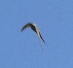 Cypsiurus parvus