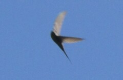 Cypsiurus parvus