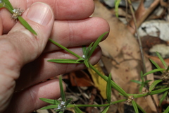 Spermacoce multicaulis