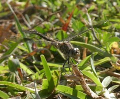 Brachythemis leucosticta