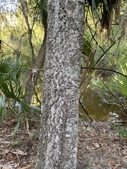 Quercus hemisphaerica