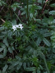 Asperula scoparia