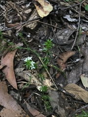 Asperula scoparia