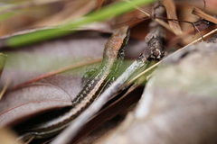Caledoniscincus haplorhinus