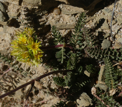 Ivesia gordonii