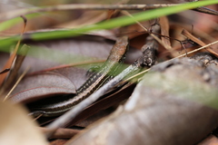 Caledoniscincus haplorhinus