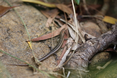 Caledoniscincus haplorhinus