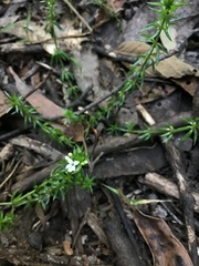 Asperula scoparia