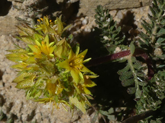 Ivesia gordonii