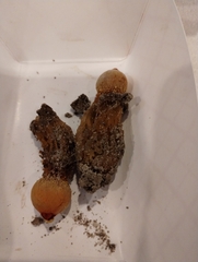 Calostoma cinnabarinum