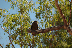 Milvus migrans affinis
