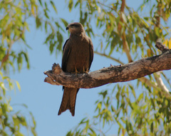 Milvus migrans affinis