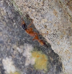 Pseudomyrmex gracilis