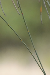 Allocasuarina verticillata