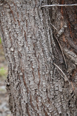 Allocasuarina verticillata