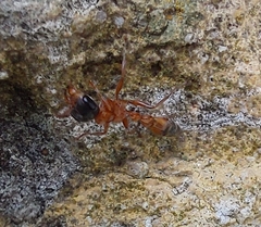 Pseudomyrmex gracilis