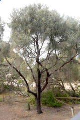 Allocasuarina verticillata