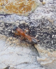 Pseudomyrmex gracilis