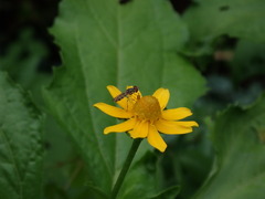 Melampodium divaricatum