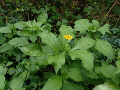 Melampodium divaricatum