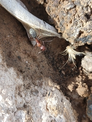Camponotus feae