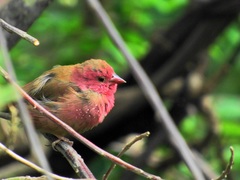 Lagonosticta senegala rendalli
