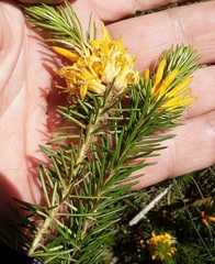 Persoonia chamaepitys