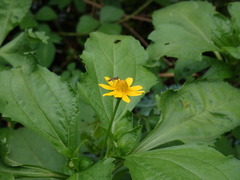 Melampodium divaricatum