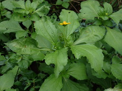 Melampodium divaricatum