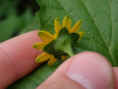 Melampodium divaricatum