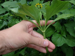 Melampodium divaricatum