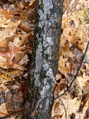 Byssocorticium atrovirens