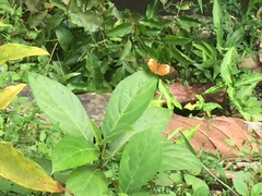 Cupha erymanthis lotis