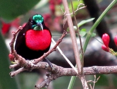 Chalcomitra senegalensis gutturalis