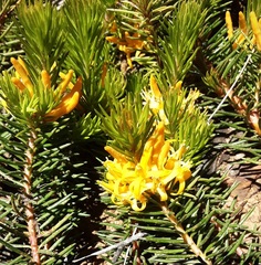 Persoonia chamaepitys