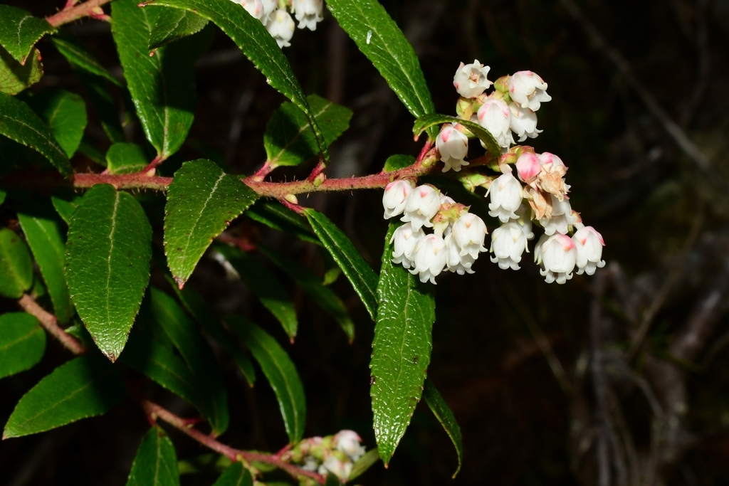 copperleaf snowberry from City of Hobart, TAS, Australia on November 30 ...