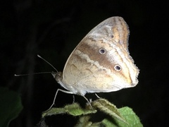 Junonia