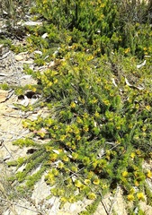 Persoonia chamaepitys