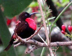 Chalcomitra senegalensis gutturalis