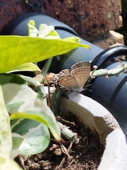 Theclinesthes onycha