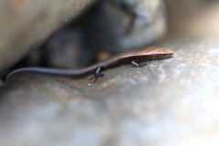 Caledoniscincus austrocaledonicus