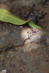 Caledoniscincus austrocaledonicus