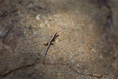 Caledoniscincus austrocaledonicus