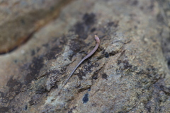 Caledoniscincus austrocaledonicus