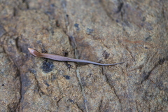 Caledoniscincus austrocaledonicus