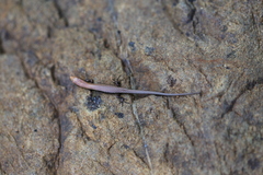 Caledoniscincus austrocaledonicus