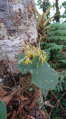 Pleurothallis dunstervillei
